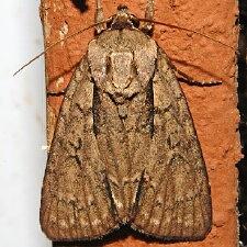 Acronicta hasta