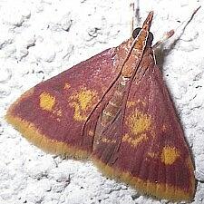 Pyrausta acrionalis