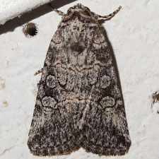Sympistis min