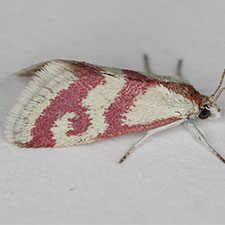 Dichozoma parvipicta