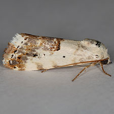 Ponometia sutrix