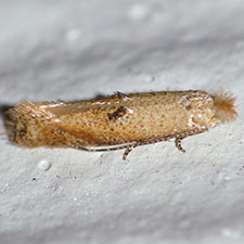 Bucculatrix carolinae