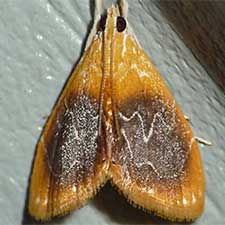 Glaphyria cappsi