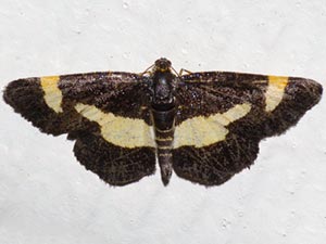 Heliomata infulata