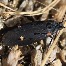 Ethmia lassenella