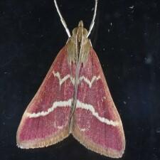 Pyrausta volupialis