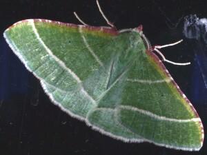 Dichordophora phoenix