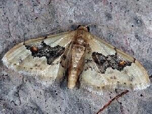 Idaea gemmata