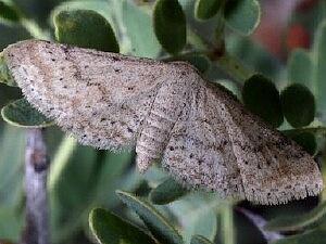 Idaea violacearia