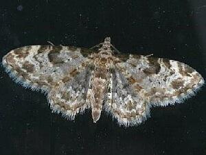 Eupithecia remorata