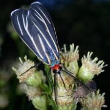 Ctenucha venosa