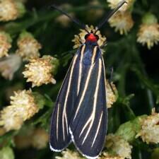 Ctenucha venosa