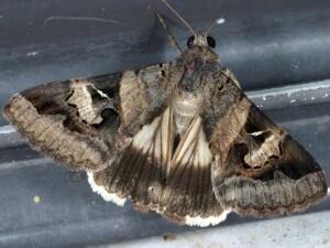 Drasteria pallescens