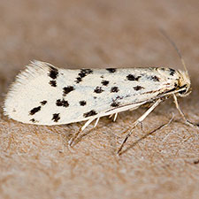 Greya piperella