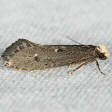 Tineidae sp.