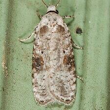 Agonopterix alstroemeriana