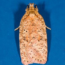 Agonopterix arnicella