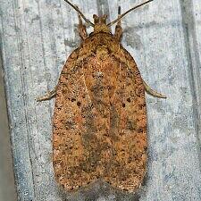 Agonopterix thelmae