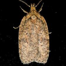 Agonopterix thelmae