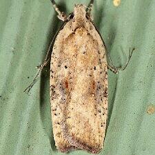 Agonopterix nervosa