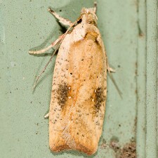 Agonopterix nervosa