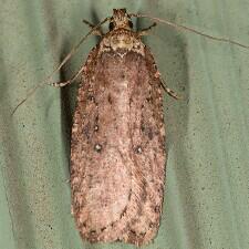 Agonopterix sp.