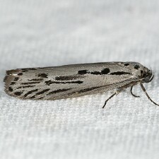 Ethmia monticola