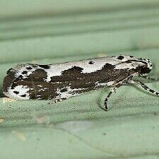 Ethmia marmorea