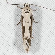 Ethmia marmorea