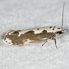 Ethmia marmorea