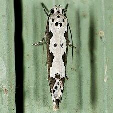 Ethmia marmorea