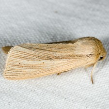 Mythimna oxygala