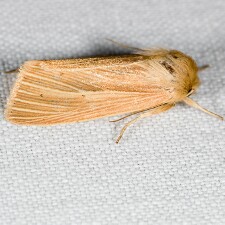 Mythimna oxygala