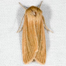 Mythimna oxygala