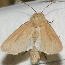 Leucania farcta