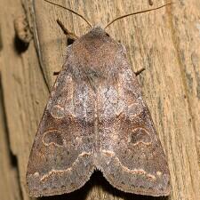 Orthosia revicta