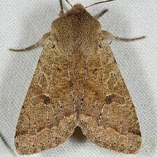 Orthosia pacifica