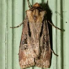 Agrotis vancouverensis