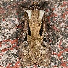 Agrotis vancouverensis