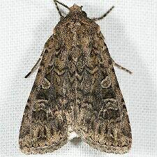 Euxoa septentrionalis