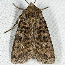 Euxoa terrenus