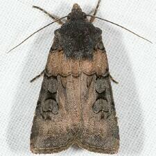 Euxoa albipennis