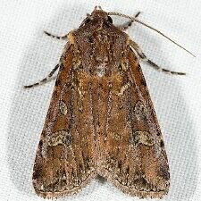 Euxoa perexcellens