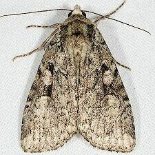 Anaplectoides pressus