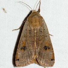 Noctua pronuba