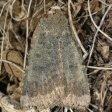 Abagrotis variata