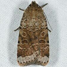 Abagrotis scopeops