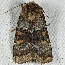 Abagrotis pulchrata