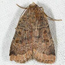 Abagrotis placida