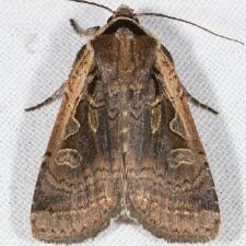 Parabagrotis formalis